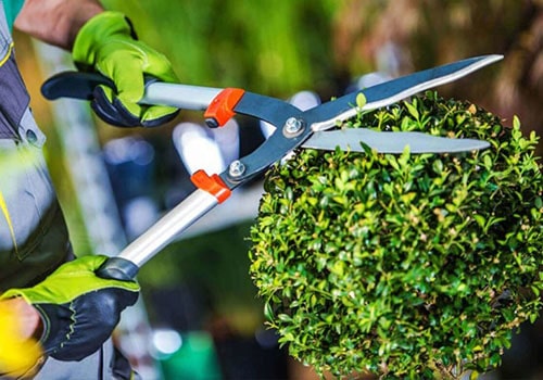 Manutenção periódica no seu jardim
