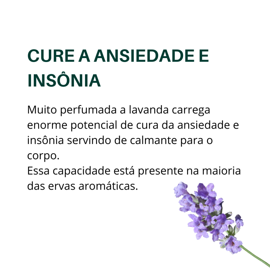poder oculto das plantas lavanda