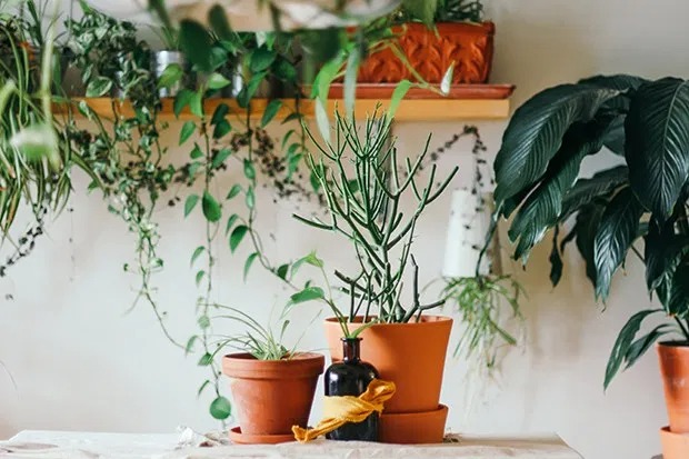 isolamento e jardinagem