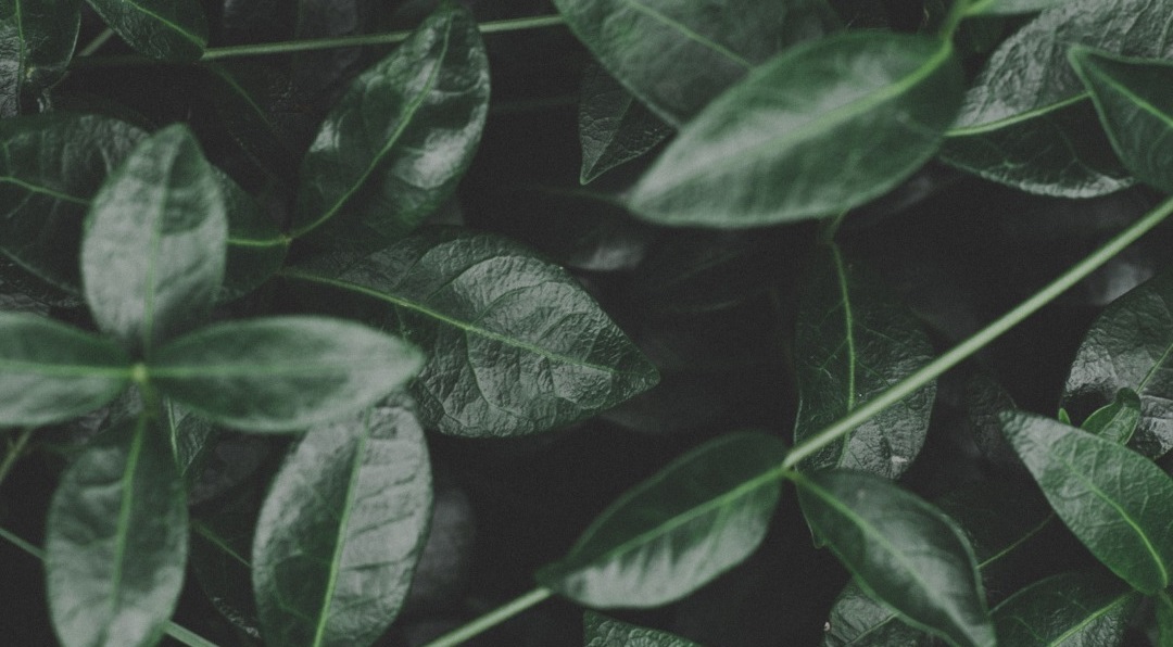 o poder oculto das plantas
