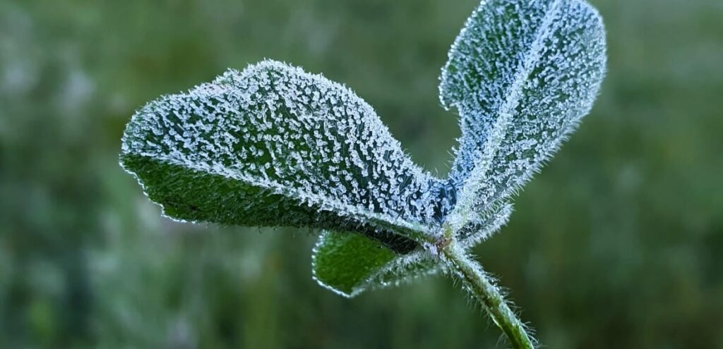 Geada , como proteger as suas plantas?