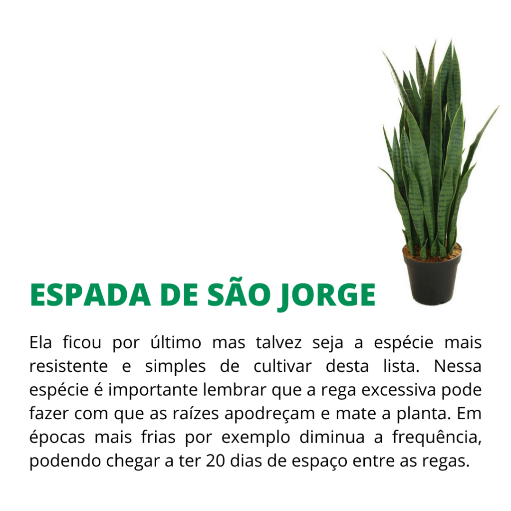 duras de matar espada de são jorge