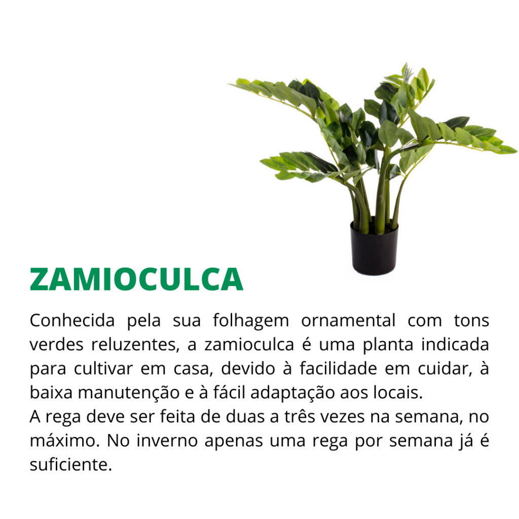 duras de matar zamioculca