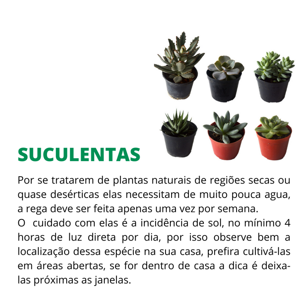 duras de matar suculentas