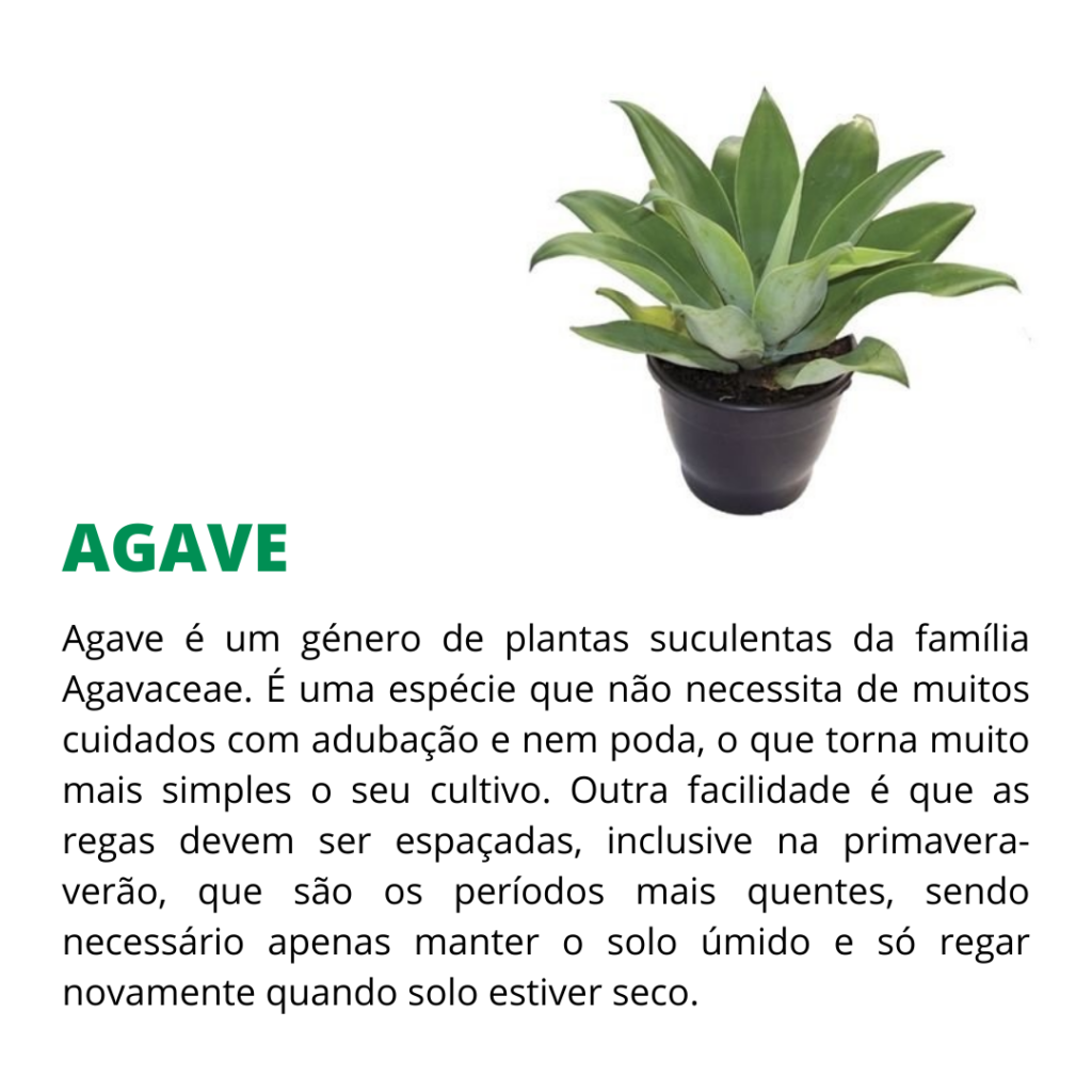 duras de matar agave