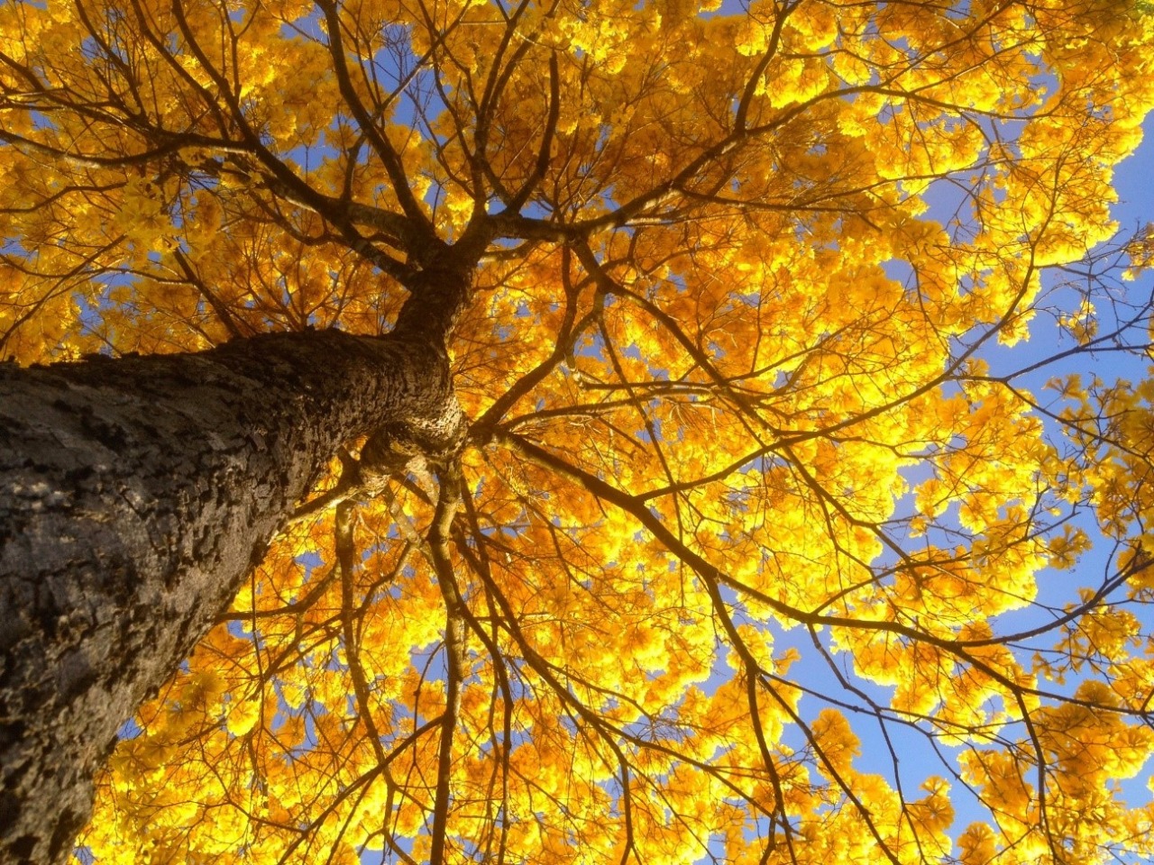 Conheça o Ipê - A arvore que colore o mês de agosto | Jacarandá Paisagismo